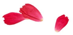 rose-petal-340x164-rechts (2)